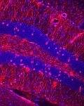 Blue and purple cellular structures under microscope